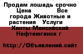 Продам лошадь срочно › Цена ­ 30 000 - Все города Животные и растения » Услуги   . Ханты-Мансийский,Нефтеюганск г.